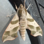 Moth found on Harry's tire.